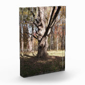 ツリ風変わりー フォトブロック (左)