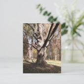 ツリ風変わりー ポストカード (スタンド正面)