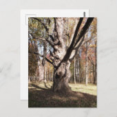 ツリ風変わりー ポストカード (正面/裏面)