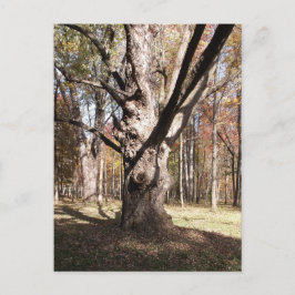 ツリ風変わりー ポストカード