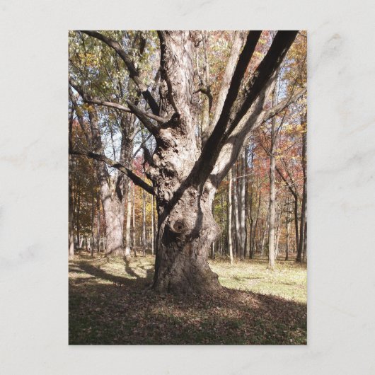 ツリ風変わりー ポストカード (正面)