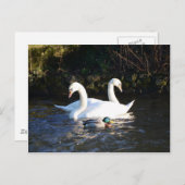 ツルとアヒル２羽 ポストカード (正面/裏面)