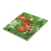 ツルの熟した赤いトマトの写真 タイル (側面)