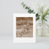 ツルの踊り ポストカード (スタンド正面)