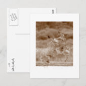 ツルの踊り ポストカード (正面/裏面)