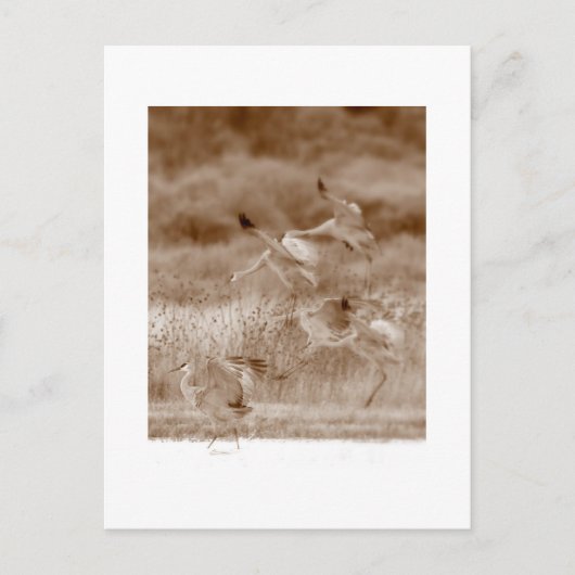 ツルの踊り ポストカード (正面)