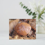 ツルツルのジャッキの葉書 ポストカード (スタンド正面)