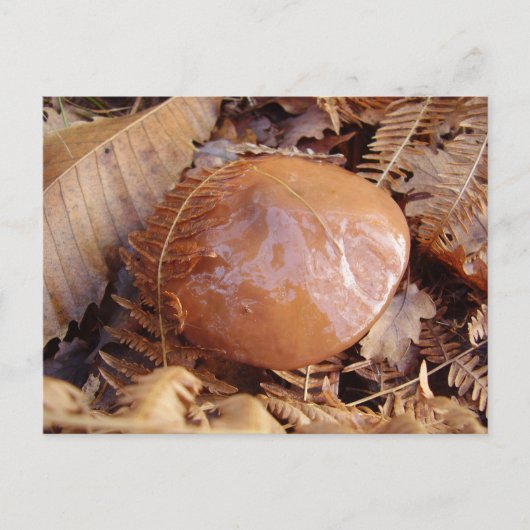 ツルツルのジャッキの葉書 ポストカード (正面)