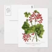 ツルバラゲランジューム ポストカード (正面/裏面)