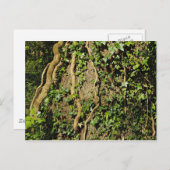 ツル植物の幹。 カーディフのブラックウィアー・ウッズ ポストカード (正面/裏面)