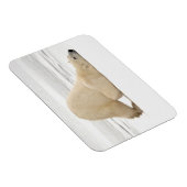 ツンドラに引っ掻き付けるホッキョクグマ凍ってい。 マグネット (右側)