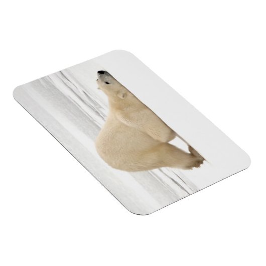 ツンドラに引っ掻き付けるホッキョクグマ凍ってい。 マグネット (右側)