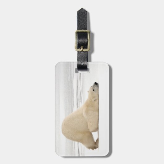 ツンドラに引っ掻き付けるホッキョクグマ凍ってい。 ラゲッジタグ (正面縦)