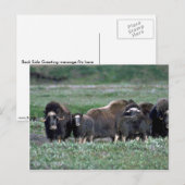 ツンドラのマスク牛群 ポストカード (正面/裏面)
