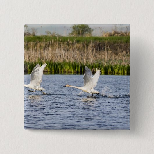 ツンドラの豚の繁殖のペアがオフにする 缶バッジ (正面)