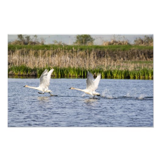 ツンドラ白鳥のつがいが飛び立つ フォトプリント            (正面)