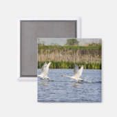 ツンドラ白鳥のつがいが飛び立つ マグネット (正面/裏面)