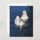ツーのエムデン鴨 II ポストカード (正面/裏面)