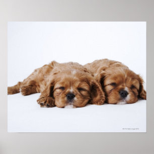 ツーカバリヤキングチャールズスパニエル犬子犬 ポスター