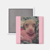 ツーカーはゴーグルピンクのアクセント磁石を着用 マグネット (正面/裏面)