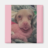 ツーカーはゴーグルピンクのアクセント磁石を着用 マグネット (正面)