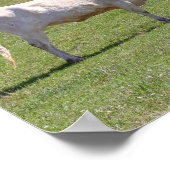 ツーゴスシピンテキサス州ロングホーン ポスター (角)