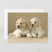 ツーゴールデンラブラドールパピーズ ポストカード (正面/裏面)