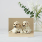 ツーゴールデンラブラドールパピーズ ポストカード (スタンド正面)