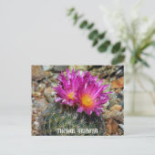 ツーソンの春 ポストカード (スタンド正面)