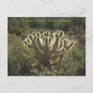 ツーソン・アリゾナ ポストカード