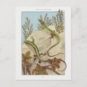 ツーリザードヴィンテージ動物相イラストレーション ポストカード (正面)