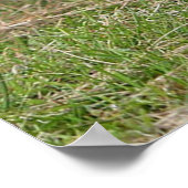 ツーリトルペキン ポスター (角)