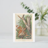 ツ怒リーに2個のヴィンテージフクロウ ポストカード (スタンド正面)