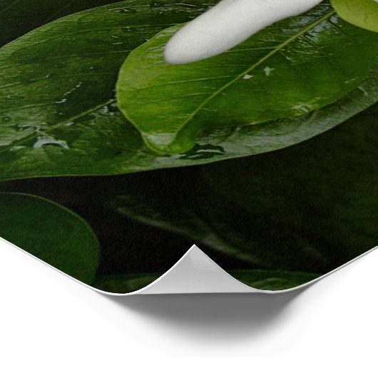 ティアレの花 ポスター (角)