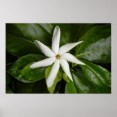 ティアレの花 ポスター (正面)