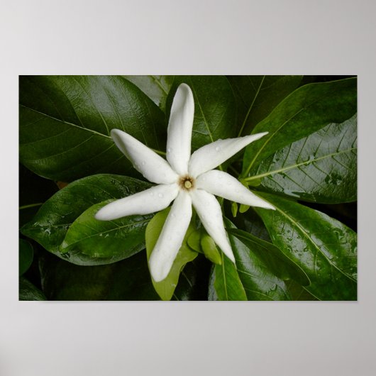 ティアレの花 ポスター (正面)