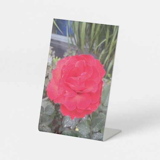 ティエプホアホン 台座サイン (正面)