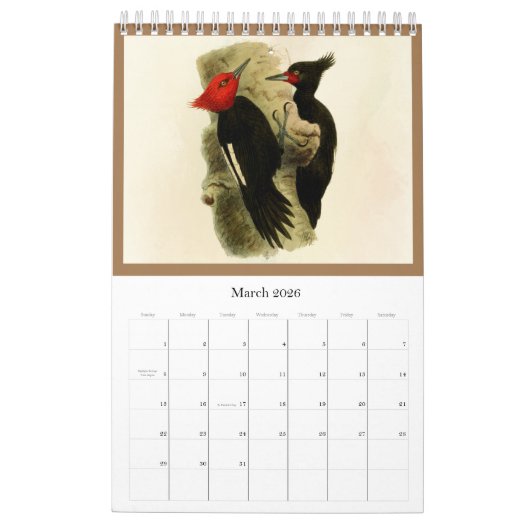 ティエラデルフエゴの鳥 カレンダー (3月 2026)