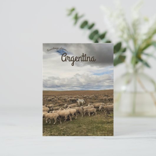 ティエラデルフエゴアルゼンチンの羊 ポストカード (スタンド正面)