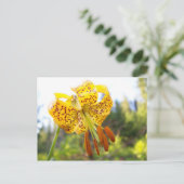 ティガーリー ポストカード (スタンド正面)