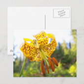 ティガーリー ポストカード (正面/裏面)