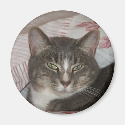 ティガー マグネット (正面)