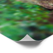 ティグレデベンガラ ポスター (角)