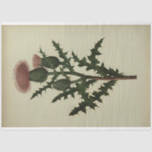 ティスルデコペ紙