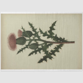 ティスルデコペ紙 薄葉紙