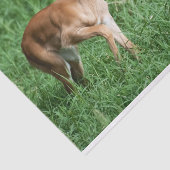 ティッシュペーパーとベビーImpala 薄葉紙 (詳細)