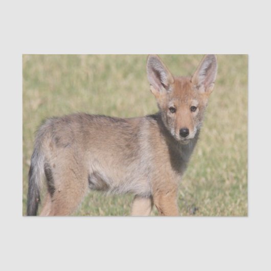 ティッシュペーパーコヨーテ 薄葉紙 (正面)