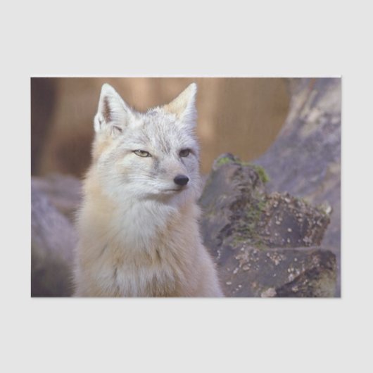 ティッシュペーパーコルサックキツネ 薄葉紙 (正面)