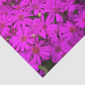 ティッシュペーパーブライトピンク/紫デイジー 薄葉紙 (詳細)