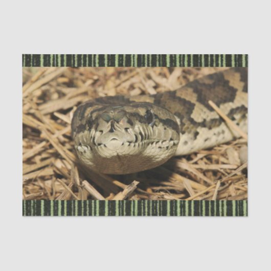 ティッシュペーパーヘビ 薄葉紙 (正面)